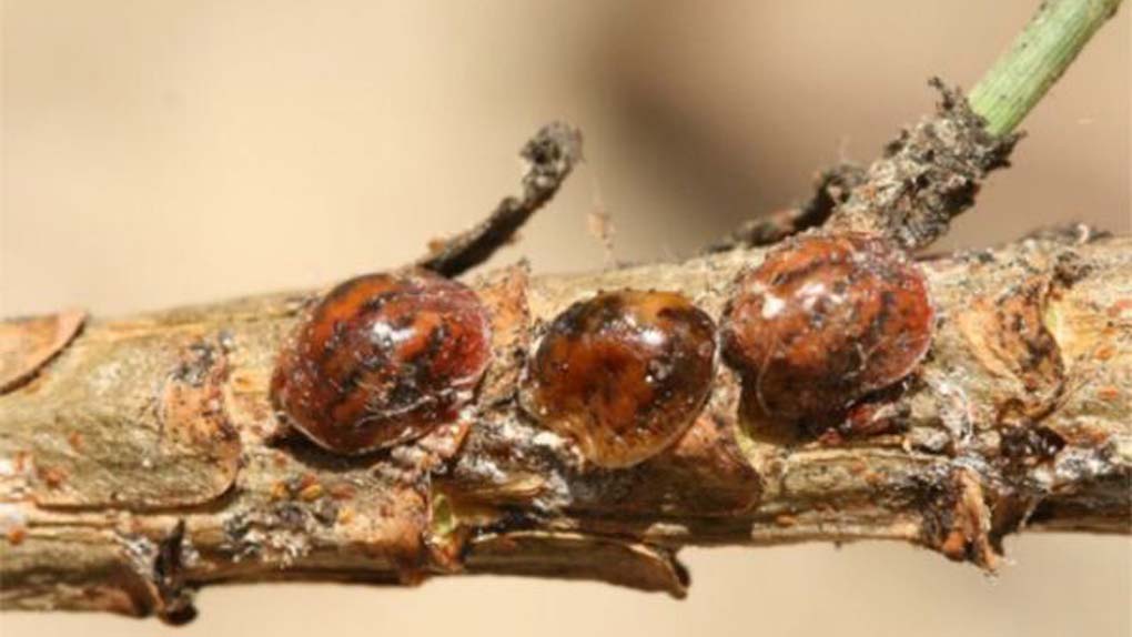 Colonia di Toumeyella parvicornis su germoglio di pino domestico